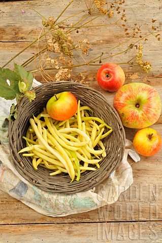 Butter_beans_Phaseolus_vulgaris_and_apples_from_the_garden_harvested_from_the_vegetable_garden_and_o