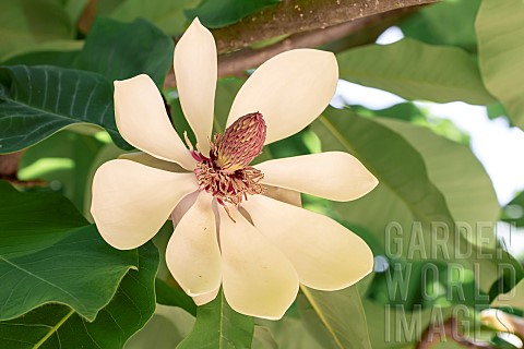 Houpu_magnolia_Magnolia_officinalis_flower