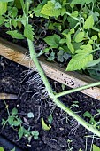 Stem of a tomato plant that has developed roots by touching the ground, summer, France