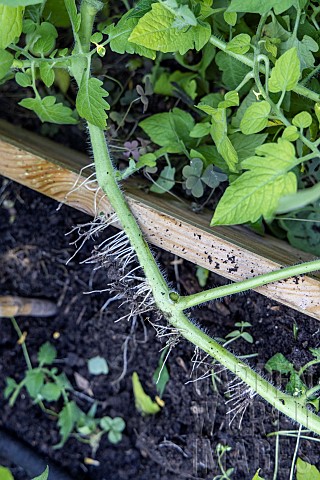 Stem_of_a_tomato_plant_that_has_developed_roots_by_touching_the_ground_summer_France