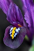 Iris (Iris reticulata) close-up