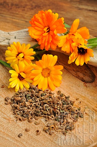 Collection_of_Pot_Marigold_flower_seeds_Calendula_officinalis_and_flowers
