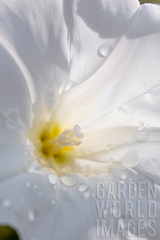 Hedge_bindweed_Convolvulus_sepium_flower_closeup_Gard_France