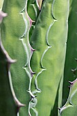Agave (Agave sp.) leaf detail