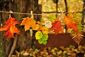 Hello Autumn, hanging coloured leaves