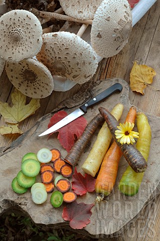 Harvesting_Parasol_mushroom_Macrolepiota_procera_Autumn_Mushrooms_and_Rainbow_Carrots_Daucus_carota