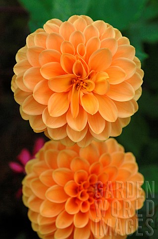 Orange_Dahlia_flowers_Autumn_flowering