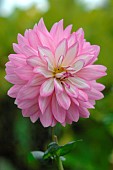 Pink Dahlia flower, Autumn flowering
