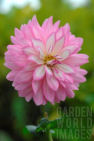 Pink_Dahlia_flower_Autumn_flowering