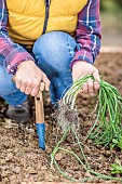 Woman transplanting onion seedlings for early harvest.