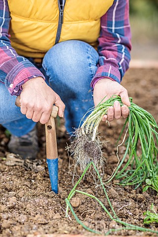 Woman_transplanting_onion_seedlings_for_early_harvest