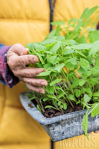 Woman_holding_a_terrine_of_dahlia_seedlings_ready_to_be_transplanted