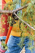 Man pruning a conifer (juniper): removing the lower branch of a fork.