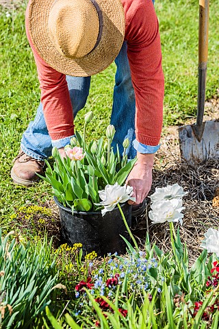 Man_replacing_tulips_in_a_bed_in_spring_planting_tulips_ready_to_flower_with_their_pot_to_remove_the