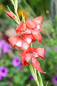 Saunders gladiolus (Gladiolus saundersii) flowers, Tarn et Garonne, France