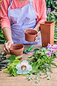 Cutting atmosphere in summer: choice of different sizes and shapes of pots in which to put the cuttings to be rooted.