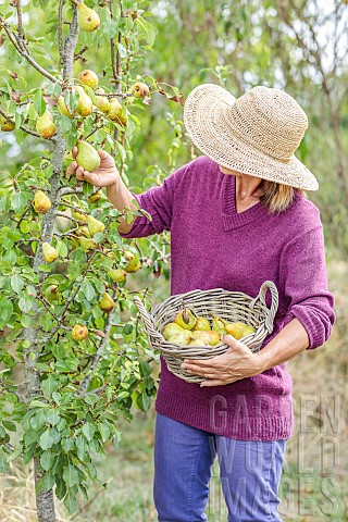 Woman_picking_early_Beurr_Hardy_pears