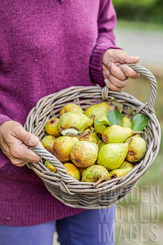 Woman_carrying_a_basket_of_early_Beurr_Hardy_pears