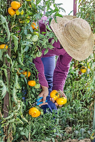 Woman_harvesting_yellow_tomatoes_Azoychka_Russian