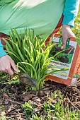 Woman applying organic fertilizer ( crushed horn) to a clump of daylilies in spring.