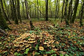 Honey mushroom (Armillaria mellea) on a stump, Forêt de la Reine, Lorraine, France