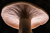 Close-up of a basidiomycota mushroom, detail of the lamellae, Bouxières aux dames, Lorraine, France