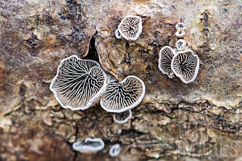 Hairy_Oysterling_Resupinatus_trichotis_on_dead_wood_woodliving_fungus_Bouxires_aux_Dames_Lorraine_Fr