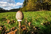 Parasol mushroom (Macrolepiota procera), Le Valtin, Ballons des Vosges Regional Nature Park, France