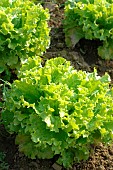 Organic Salade Batavia, Lactuca sativa, truck farming