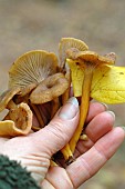 Harvesting Craterellus tubaeformis edible mushrooms, in autumn
