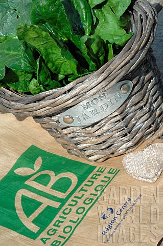 Organic_spinach_Spinacia_oleracea_in_a_vegetable_garden_basket_vegetable_from_my_garden_paper_bag_wi