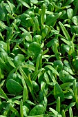 Organic spinach plants, Spinacia oleracea, market gardening