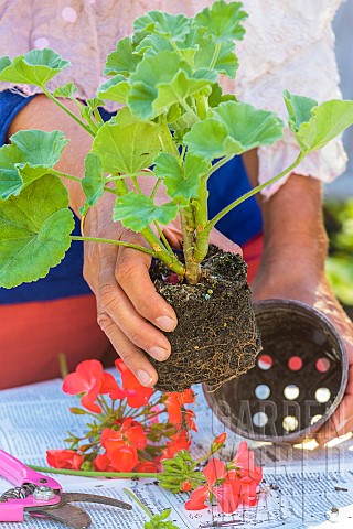 Preparing_a_Pelargonium_for_winter_Step_1_Remove_the_plant_from_its_pot