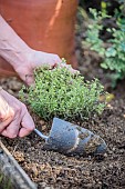 Planting a plant of variegated thyme in autumn.