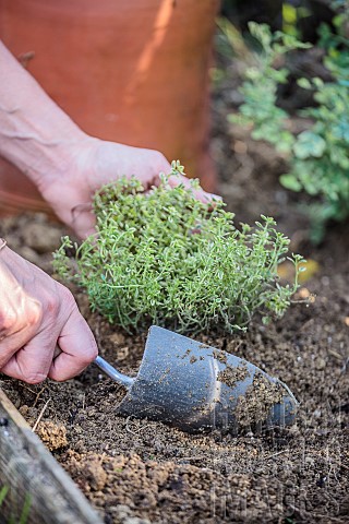 Planting_a_plant_of_variegated_thyme_in_autumn