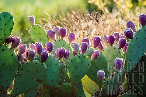 Fructification_of_Erect_pricklypear_Opuntia_stricta_O_vulgaris_a_locally_invasive_species_in_October