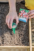 Sowing radishes in a mini patio garden (square garden), step by step.