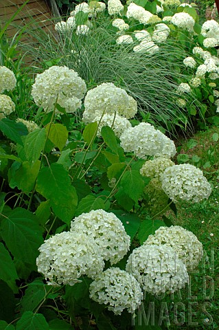 White_hydrangea_Annabelle__Hydrangea_arborescens_Annabelle_in_flower_in_spring