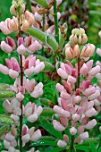 Flowers of pink Lupines (Lupinus sp) after rain,