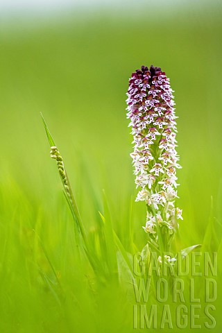 Burnt_Orchid_Neotinea_ustulata_flower_on_a_limestone_lawn_in_spring_Allier_Auvergne_France
