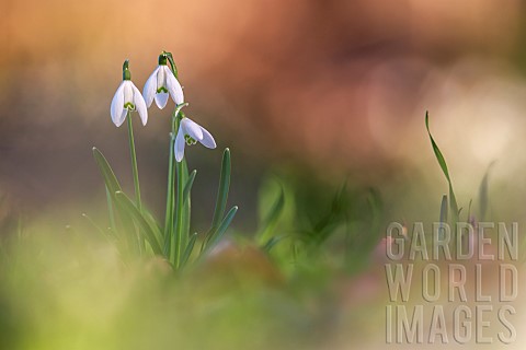 Snowdrop_Galanthus_nivalis_in_an_undergrowth_on_a_winter_evening_Allier_Auvergne_France