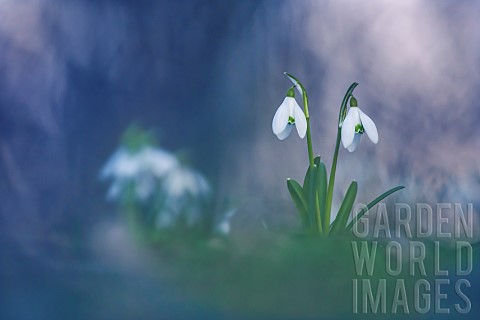Snowdrop_Galanthus_nivalis_in_an_undergrowth_on_a_winter_evening_Allier_Auvergne_France