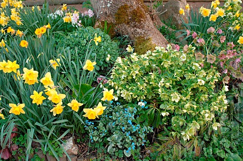 Spring_flower_bed_Daffodil_and_Christmas_roses_Helleborus_niger_at_the_foot_of_a_tree