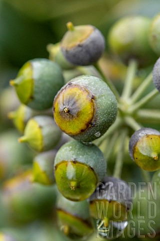 Ivy_Hedera_helix_berries_in_december_BouchesduRhone_France
