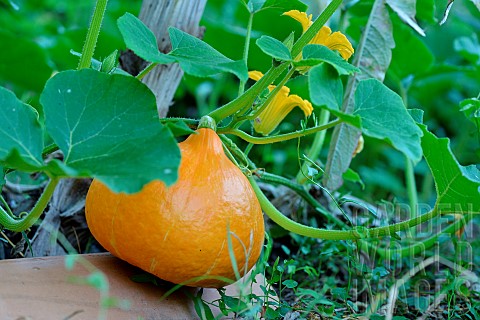 Squash_Cucurbita_maxima_potimarron_in_the_garden_on_a_tile_to_prevent_rotting_Magalas_Hrault_France