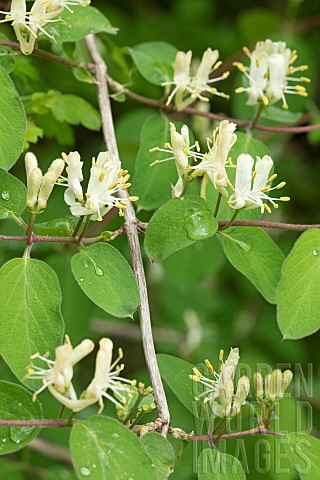 Fly_Honeysuckle_Lonicera_xylosteum_flowers