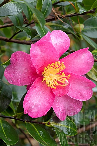 Sasanqua_camellia_Camellia_sasanqua_Kanjiro_flower