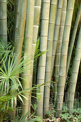 Moso_Bamboo_Phyllostachys_edulis_Syn_Phyllostachys_pubescens_stem
