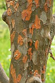 Chinese quince (Pseudocydonia sinensis), bark