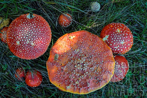 Fly_agaric_Amanita_muscaria_in_the_grass_Savoie_France
